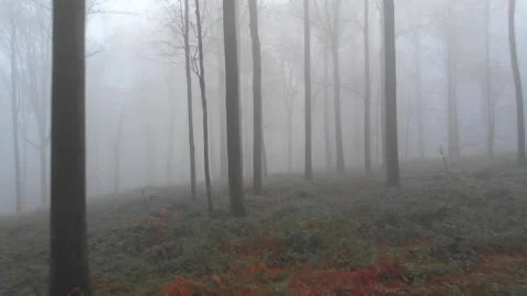 Drone video flying fast through a misty beech forest Stock Footage 168578122