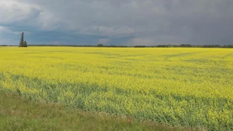 Drone video flying low above a large field of blooming bright yellow canola. Stock Footage 135249772