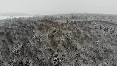 Drone video flying over snow winter forest on a snowy day Stock Footage 169843578
