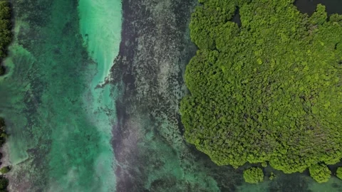 Drone Video footage of exotic jungle in philippines 스톡 동영상 247448853