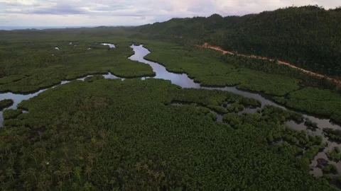 Drone Video footage of exotic jungle in philippines Stock Footage 247506853