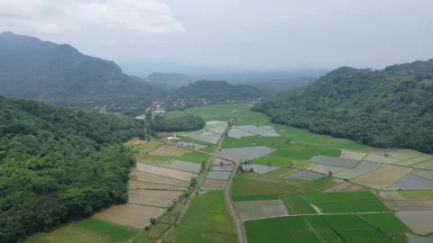 Drone video footage of rice fields and hills Stock Footage 269743968
