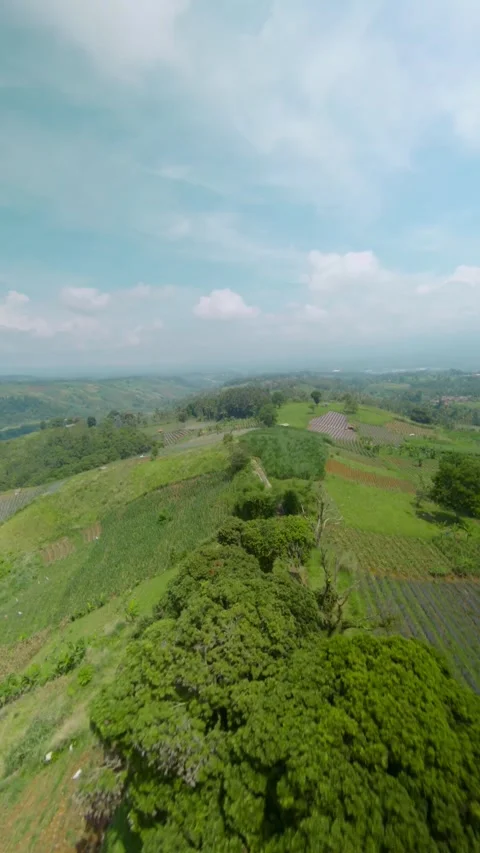 Drone video of forest 2 Stock Footage 291599094