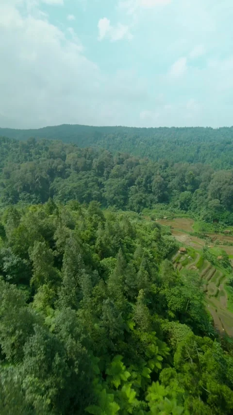 Drone video of forest Stock Footage 291598083