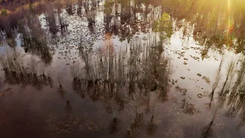 Drone video with a forest landscape A large flooded area with trees in the water Stock Footage 291440429