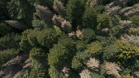 Drone video of the forest, top down view Stock Footage 250287535