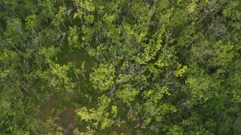 Drone video with forest view Stock Footage 284538423