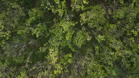 Drone video with forest view Stock Footage 284538450