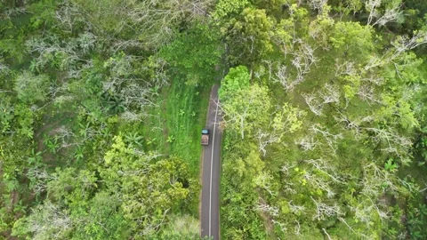 Drone video with forest view Stock Footage 284538766