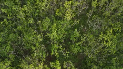 Drone video with forest view Stock Footage 284539290