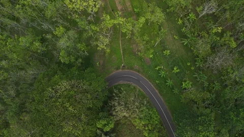 Drone video with forest view Stock Footage 284539352