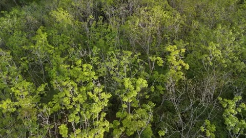 Drone video with forest view Stock Footage 284539387