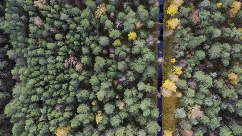Drone video of forests and groves in golden time Video stock 199507339