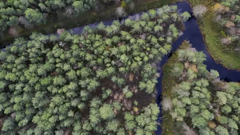 Drone video of forests and groves in golden time Stock Footage 199507553