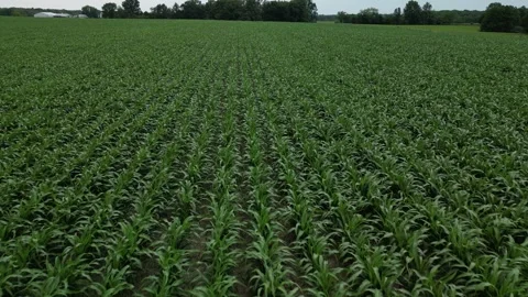 Drone video of Green Corn Field Stock Footage 246706396