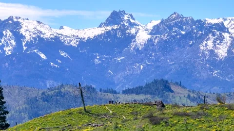 Drone Video of Hikers in Looking out at Snow Capped Mountains with  Wildflowers  Stock Footage 273960637