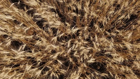 Drone video hovering above and close to a mature fall wheat field Stock Footage 116752902