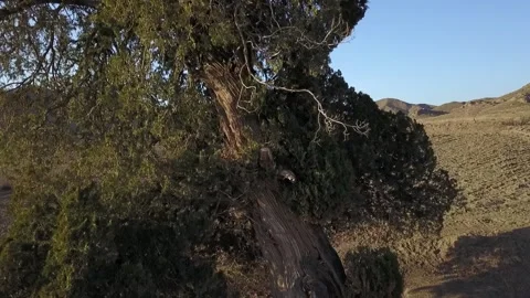 Drone video hovering above a large green tree in the middle of a dry mountainous Stock Footage 307791641