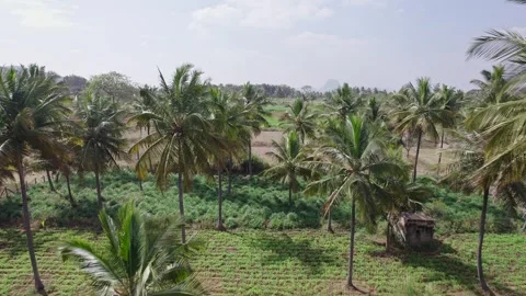 A drone video of lush tall coconut palm trees plantation and ginger plants .. Stock-Footage 346713286