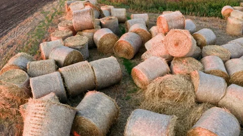 Drone video - Many haystacks randomly in a pile Stock Footage 172531334