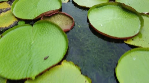 Drone video in Mauritius Stock Footage 169033940