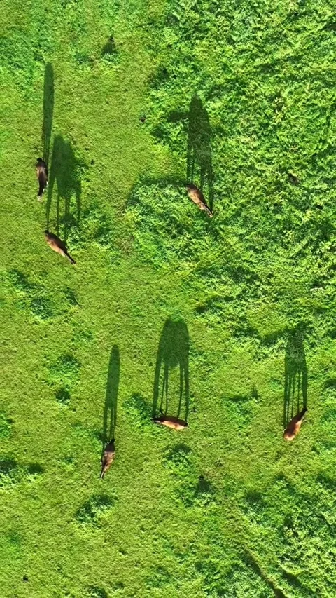 Drone video of nature Stock Footage 270482257