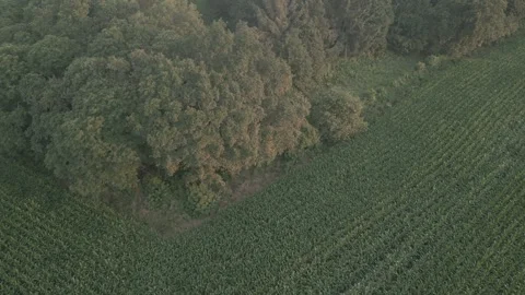 Drone Video over a corn field and a small forest in the countryside of France Stock Footage 280984778