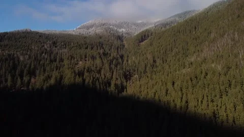 Drone video over forest Verdant Canopy: Forest's Whisper Video stock 223022217