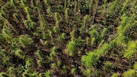 Drone video over a large lush green hemp field. Stock Footage 116392514