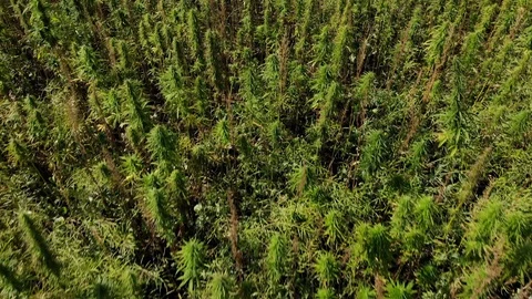 Drone video over a large lush green hemp field. Stock Footage 116392561
