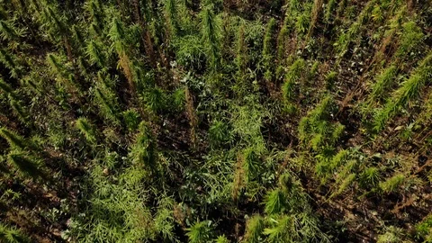 Drone video over a large lush green hemp field. Stock Footage 116392568