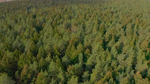 Drone video to panorama of the forest Stock Footage 142232607