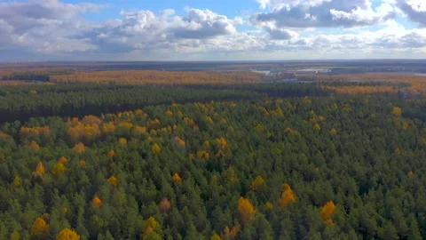 Drone video to panorama of the forest Stock Footage 142232635