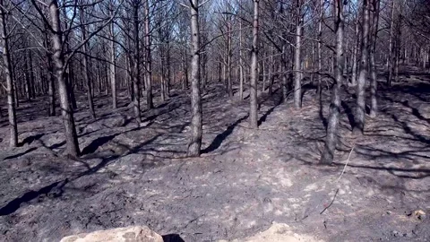 Drone video in a pine forest after a forest fire 스톡 동영상 208031316