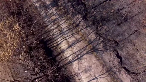 Drone video in a pine forest burnt by a forest fire 스톡 동영상 206485406