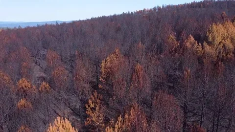Drone video in a pine forest burnt by a forest fire Stock Footage 206800040