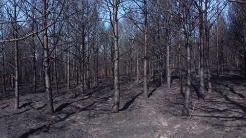 Drone video in a pine forest burnt by a forest fire Stock Footage 208031319