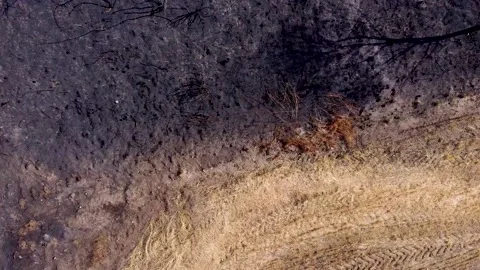 Drone video in a pine forest burnt by a forest fire 스톡 동영상 208031329