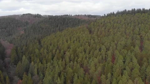 Drone video of pine forest Stock Footage 170302069