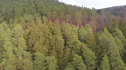 Drone video of a pine forest Stock Footage 170302092
