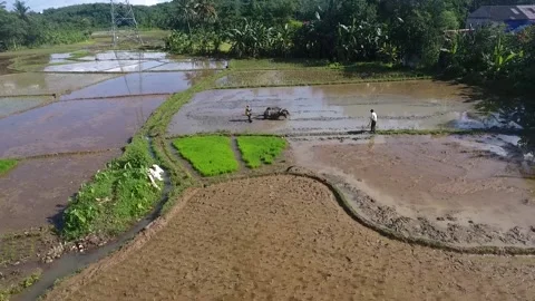 Drone video plowing the fields using buffalo in the morning Video stock 172054999