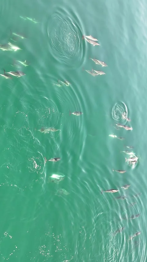 Drone video of a pod of common dolphins swimming near Marbella, Spain Stock Footage 319578471