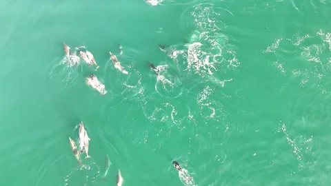 Drone video of a pod of common dolphins swimming near Marbella, Spain Stock Footage 319635637