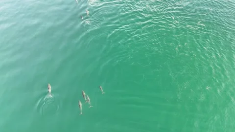 Drone video of a pod of common dolphins swimming near Marbella, Spain Stock Footage 319637202