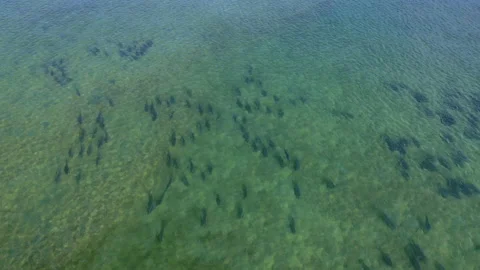 Drone Video of Redfish 스톡 동영상 218412981