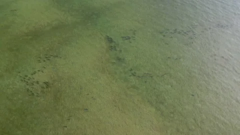 Drone Video of redfish an a sandbar 스톡 동영상 218413056