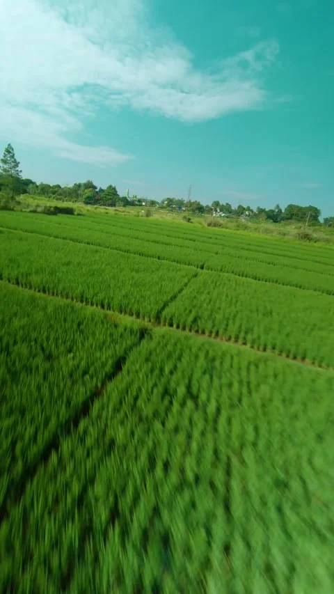 Drone video of rice field 2 Stock Footage 291595920