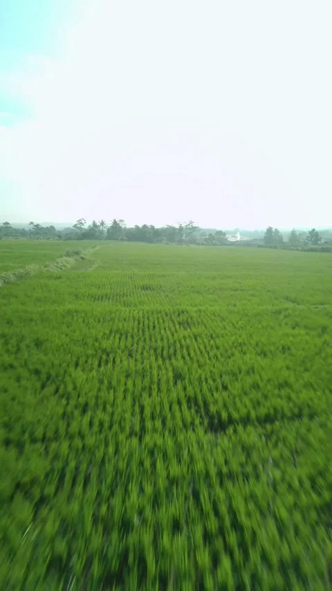 Drone video of rice field 3 Stock Footage 291595705