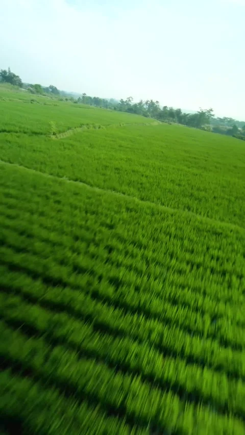 Drone video of rice field 4 Stock Footage 291595879