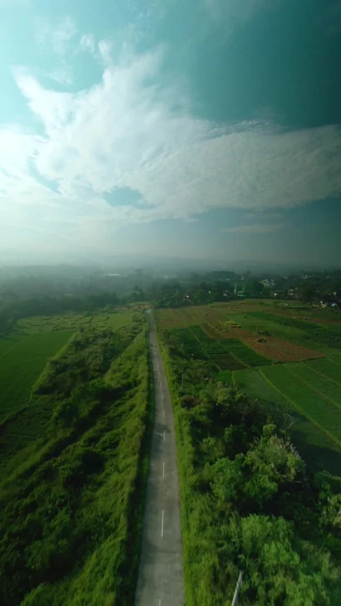 Drone video of a rice field Video stock 291595064
